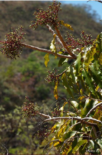 FRUTAFOLIA