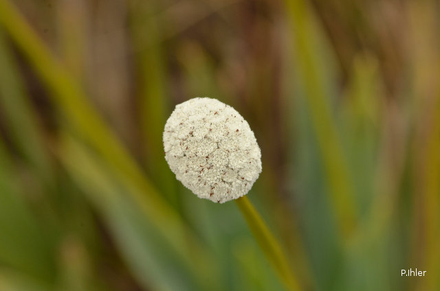 Plantes similaires aux plantes bromélacées