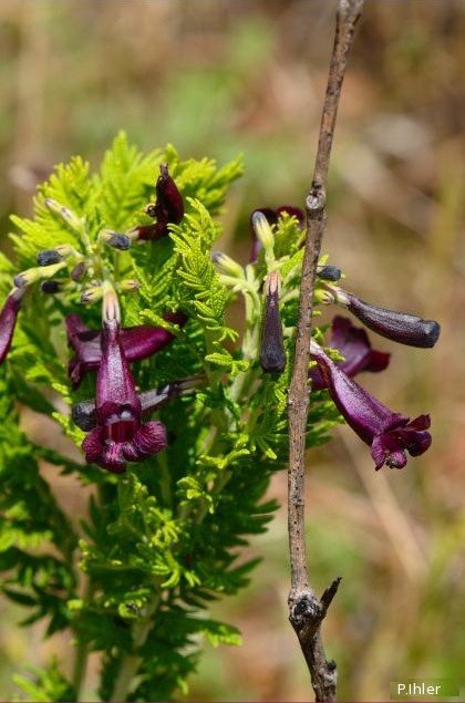 Plantes avec fleur(s) de couleur rose ou violette