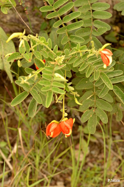 Plantes avec fleur(s) de couleur orange