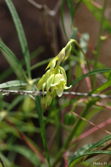Plantes avec fleur(s) de couleur blanche