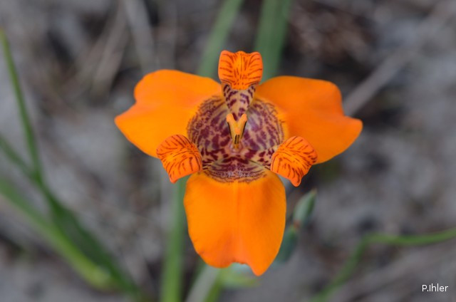 Plantes avec fleur(s) de couleur orange