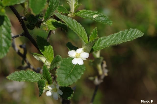 Plantes avec fleur(s) de couleur blanche
