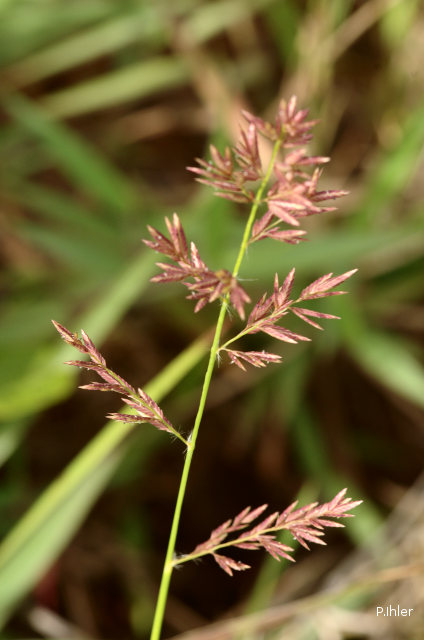 Herbacées et graminées