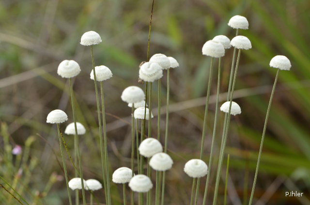 Plantes avec fleur(s) de couleur blanche