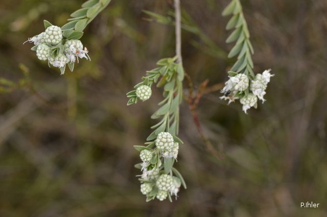 Plantes avec fleur(s) de couleur blanche