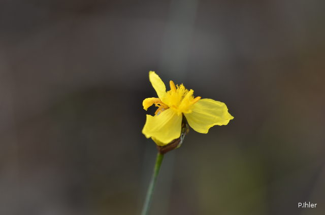 Plantes avec fleur(s) de couleur jaune ou dorée