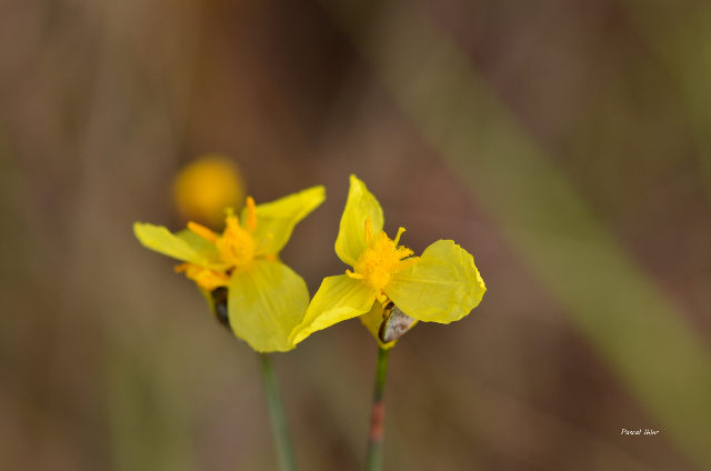 Plantes avec fleur(s) de couleur jaune ou dorée
