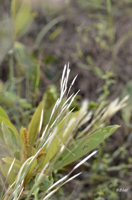 Herbacées et graminées