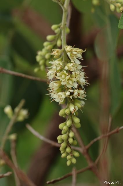 Plantes avec fleur(s) de couleur blanche
