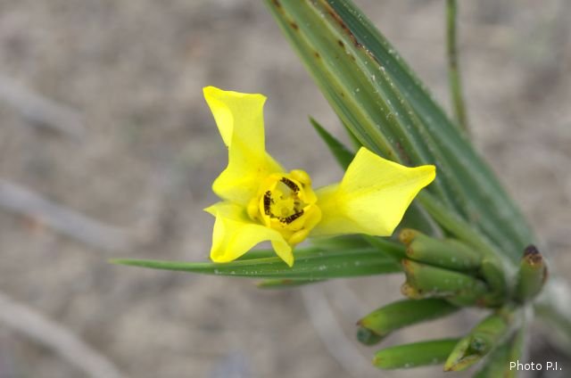 Plantes avec fleur(s) de couleur jaune ou dorée