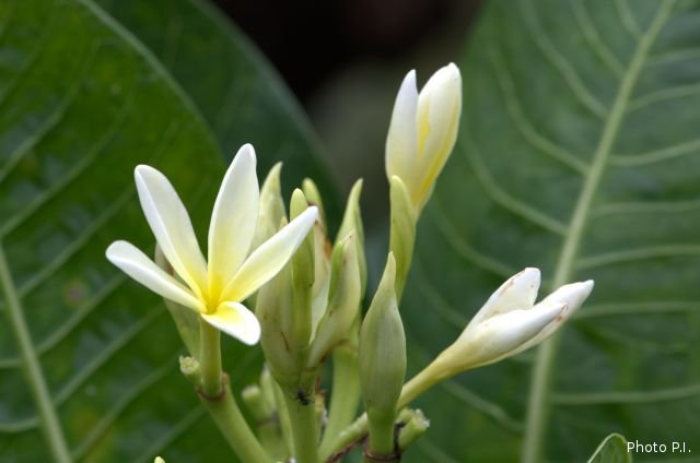 Plantes avec fleur(s) de couleur blanche