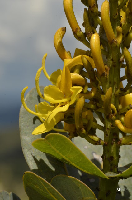 Plantes avec fleur(s) de couleur jaune ou dorée