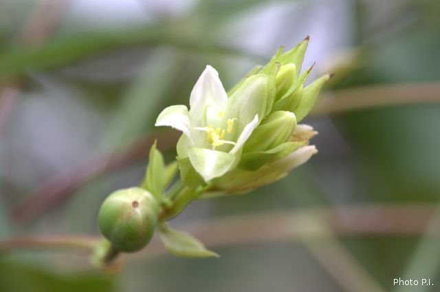 Plantes avec fleur(s) de couleur blanche