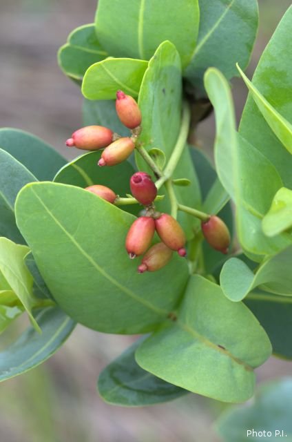 Fruits et semences