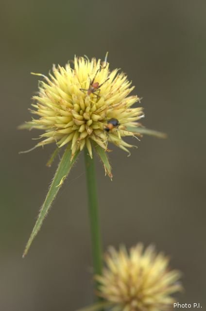 Herbacées et graminées
