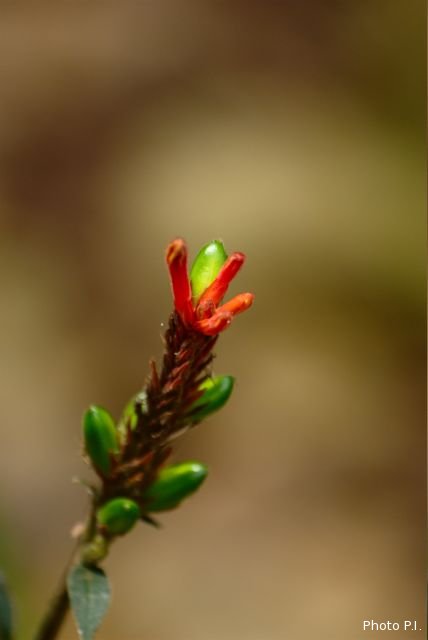 Plantes avec fleur(s) de couleur rouge