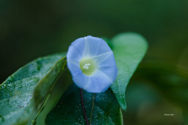 Plantes avec fleur(s) de couleur bleue