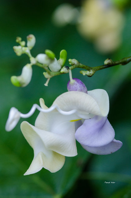 Plantes avec fleur(s) de couleur bleue