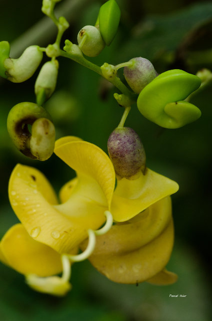 Plantes avec fleur(s) de couleur jaune ou dorée