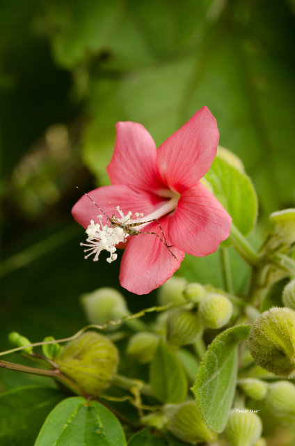 Plantes avec fleur(s) de couleur rouge