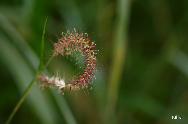 Herbacées et graminées
