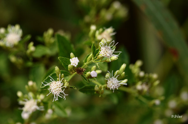 Plantes avec fleur(s) de couleur blanche