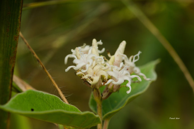 Plantes avec fleur(s) de couleur blanche