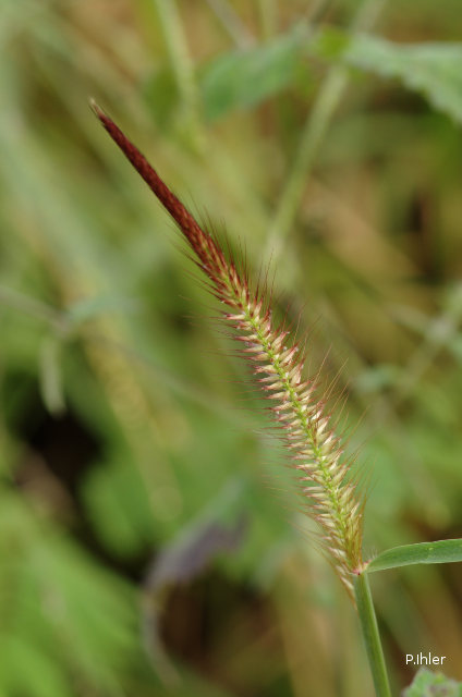 Herbacées et graminées