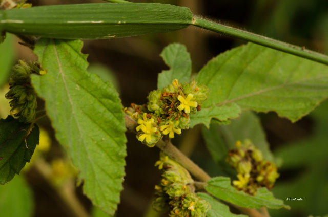 Plantes avec fleur(s) de couleur jaune ou dorée