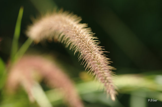 Herbacées et graminées