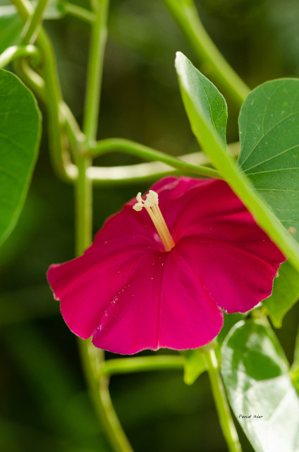 Plantes avec fleur(s) de couleur rouge