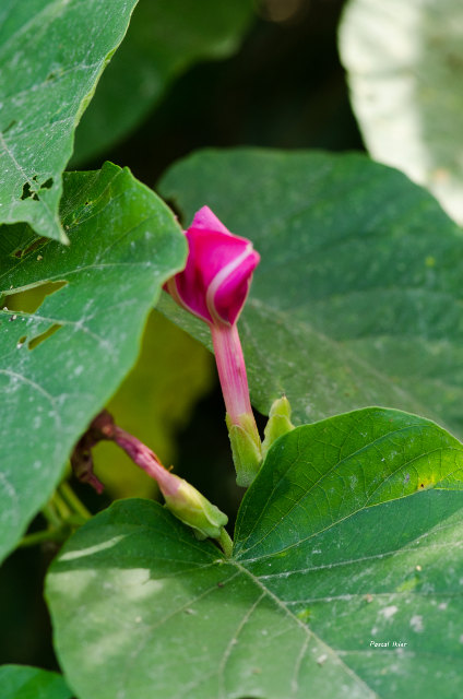 Plantes avec fleur(s) de couleur rouge