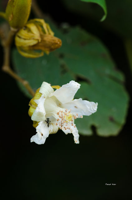 Plantes avec fleur(s) de couleur blanche