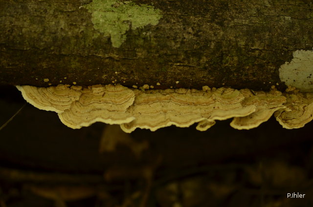 Liquens ou champignons (différents d
