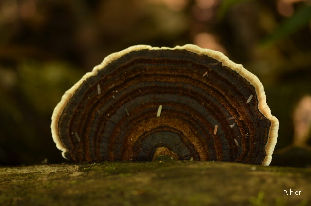 Liquens ou champignons (différents d