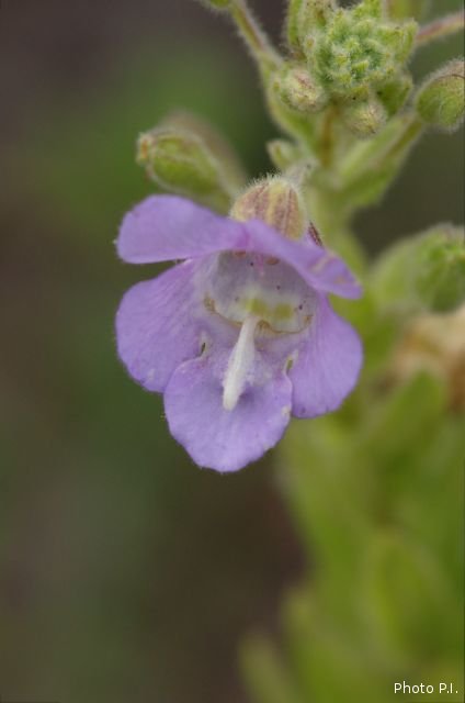 Plantes avec fleur(s) de couleur bleue