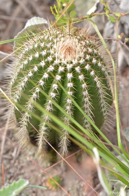 Les cactacées et autres plantes épineuses