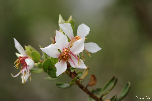 Plantes avec fleur(s) de couleur blanche