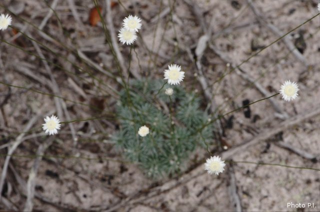 Plantes similaires aux plantes bromélacées</span>
