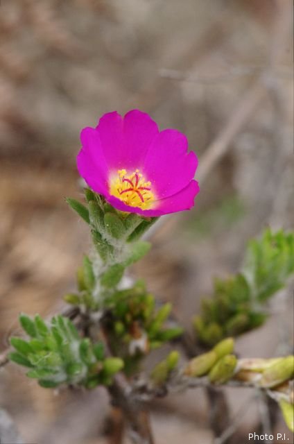 Plantes avec fleur(s) de couleur rose ou violette