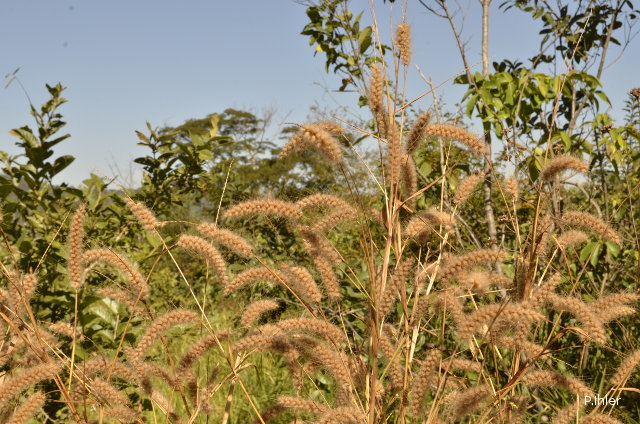 Herbacées et graminées