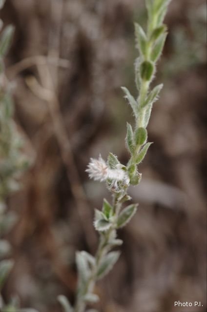 Plantes avec fleur(s) de couleur blanche