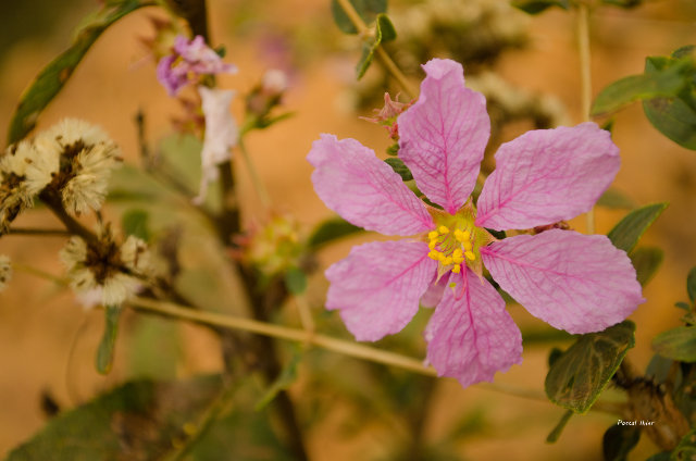Plantes avec fleur(s) de couleur rose ou violette
