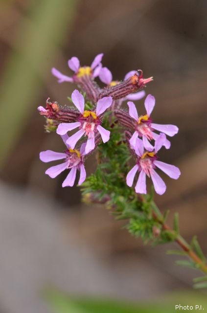 Plantes avec fleur(s) de couleur rose ou violette