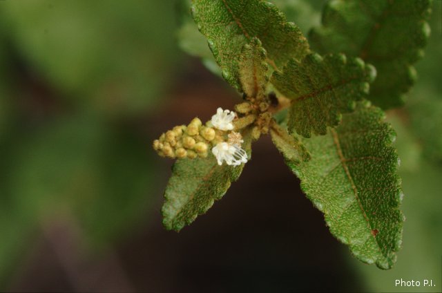 Plantes avec fleur(s) de couleur blanche