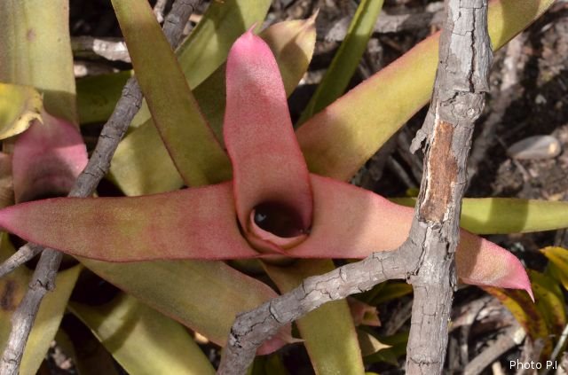 Plantes broméliacées