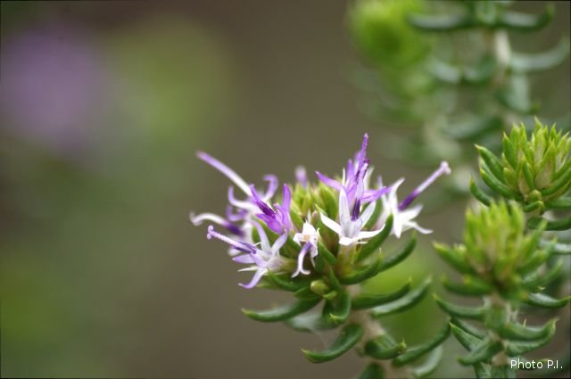 Plantes avec fleur(s) de couleur rose ou violette