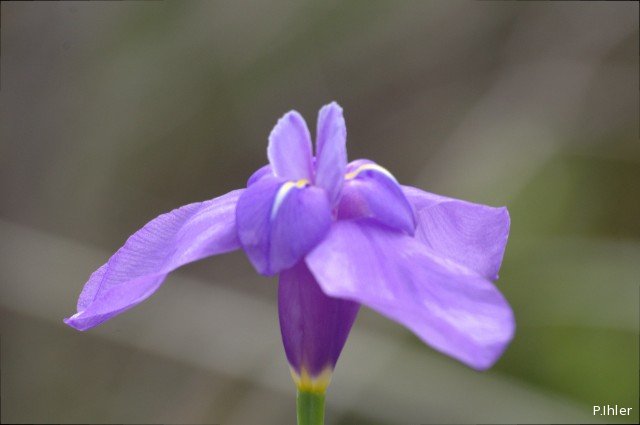 Plantes avec fleur(s) de couleur bleue