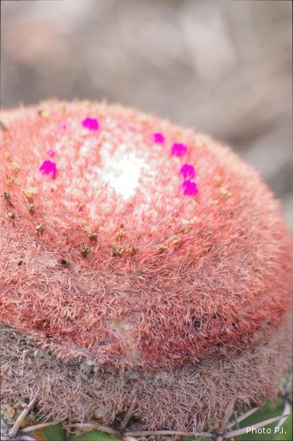 Les cactacées et autres plantes épineuses
